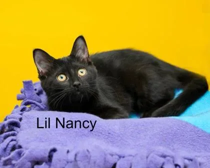 Lil Nancy