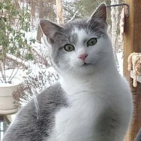 An adult medium-sized male Gray / Blue / Silver Domestic Short Hair cat named Bones for adoption in Pittsburgh, PA