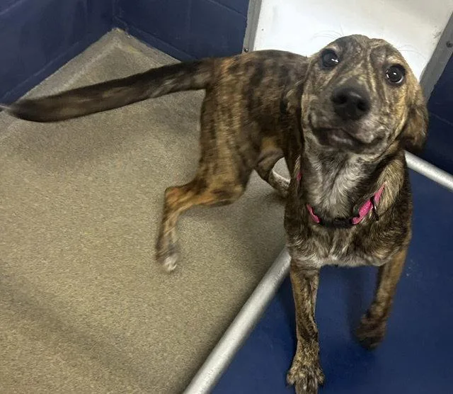 A young medium-sized female Hound dog named Tootsie  months for adoption in Sterling, MA