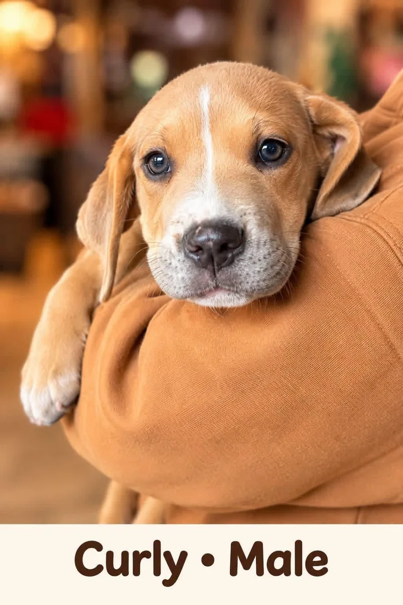 A baby medium-sized male Mixed Breed dog named Curly for adoption in Hico, WV