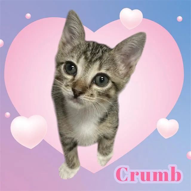 A baby small-sized female Domestic Short Hair cat named Crumb for adoption in Visalia, CA