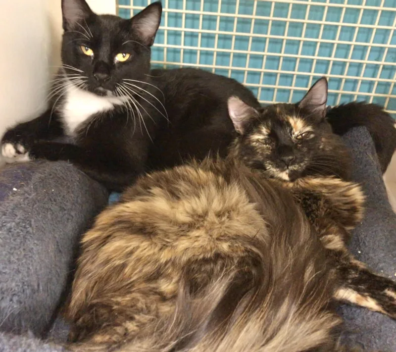 Mountain Ringlet thumbnail 2