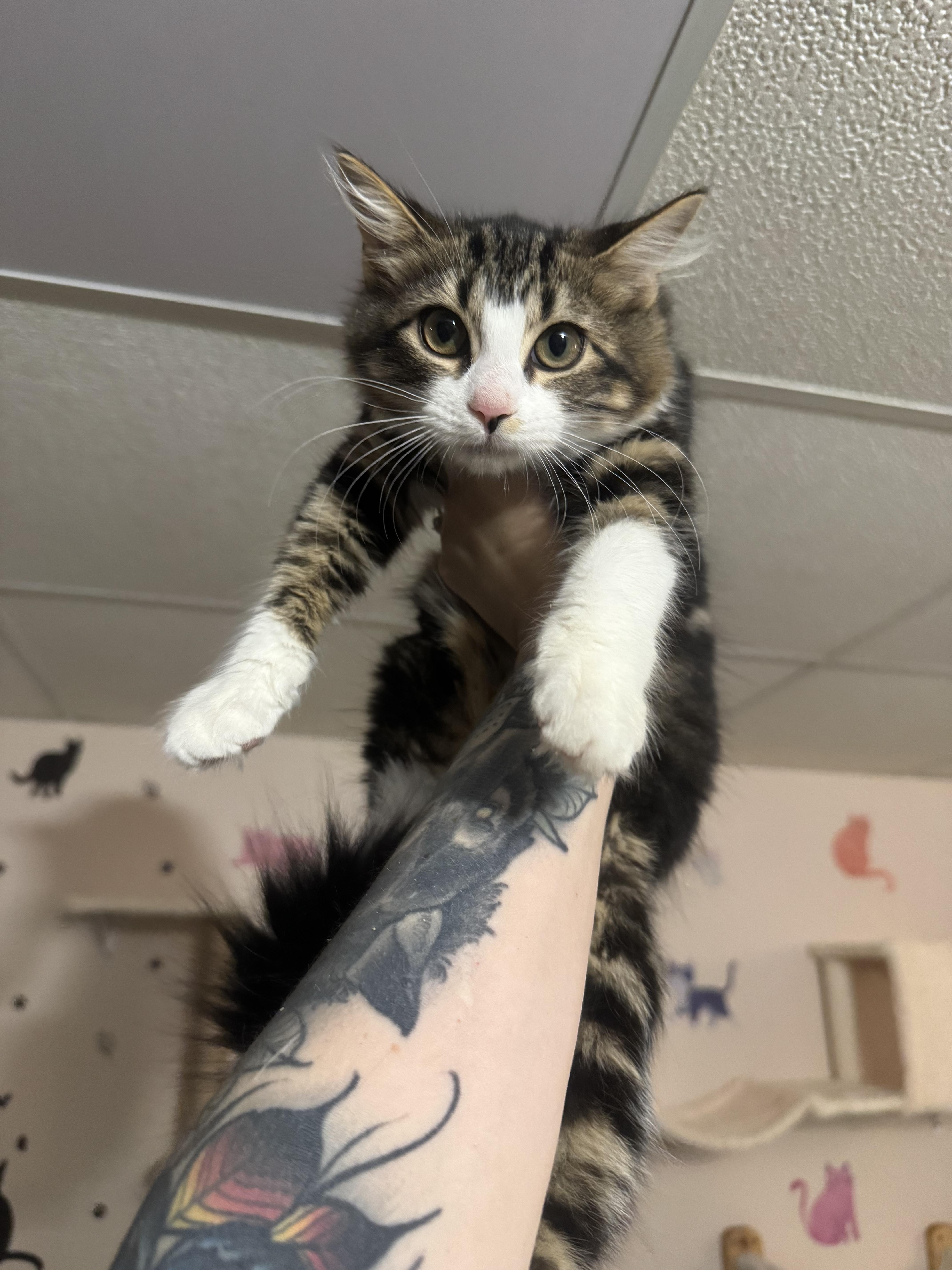 A baby medium-sized female Brown / Chocolate Domestic Long Hair cat named Charlotte for adoption in Hamilton, NJ