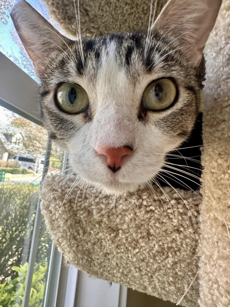 A baby medium-sized female Tabby (Brown / Chocolate) Tabby cat named Misty for adoption in Woodinville, WA
