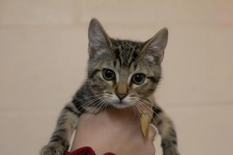 A baby small-sized female Domestic Short Hair cat named Catniss for adoption in Mountain Home, AR