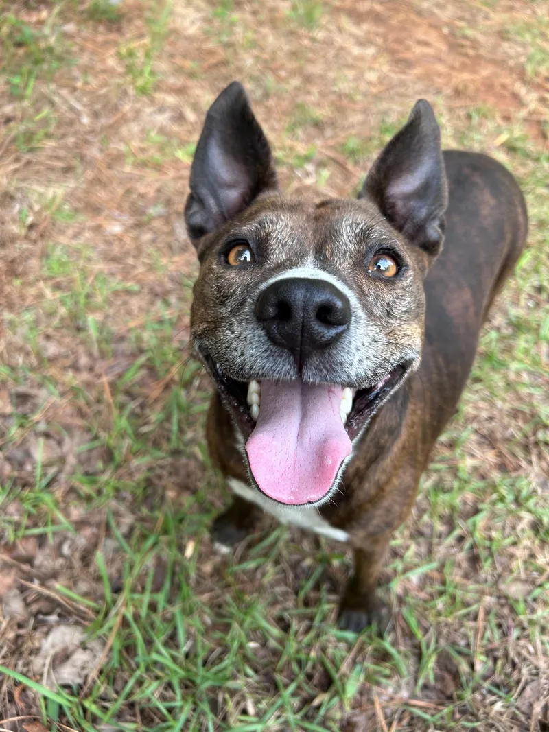 A young medium-sized female Mixed Breed dog named Gurdy for adoption in Cullman, AL