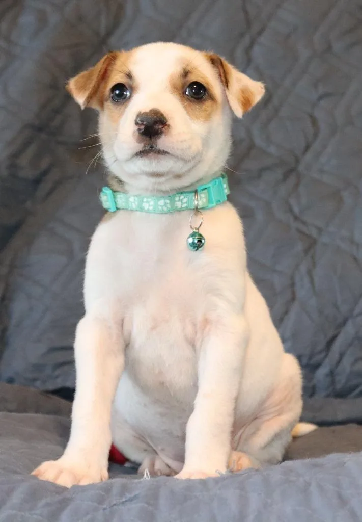 A baby small-sized female Mixed Breed dog named Lanikai for adoption in Mesa, AZ
