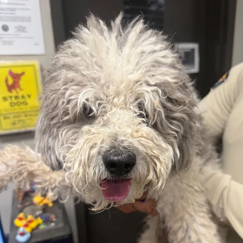 An adult medium-sized male White / Cream Poodle dog named Gabriel for adoption in Yuma, AZ