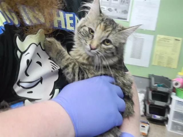 A young small-sized female Domestic Short Hair cat named Leaf for adoption in Omaha, NE