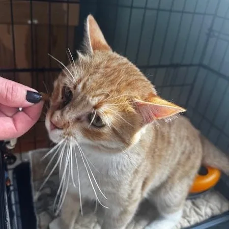 An adult medium-sized male Tabby (Orange / Red) Domestic Short Hair cat named Gambo for adoption in Hutchinson, MN