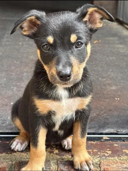 A baby small-sized female Mixed Breed dog named Dana for adoption in Memphis, TN