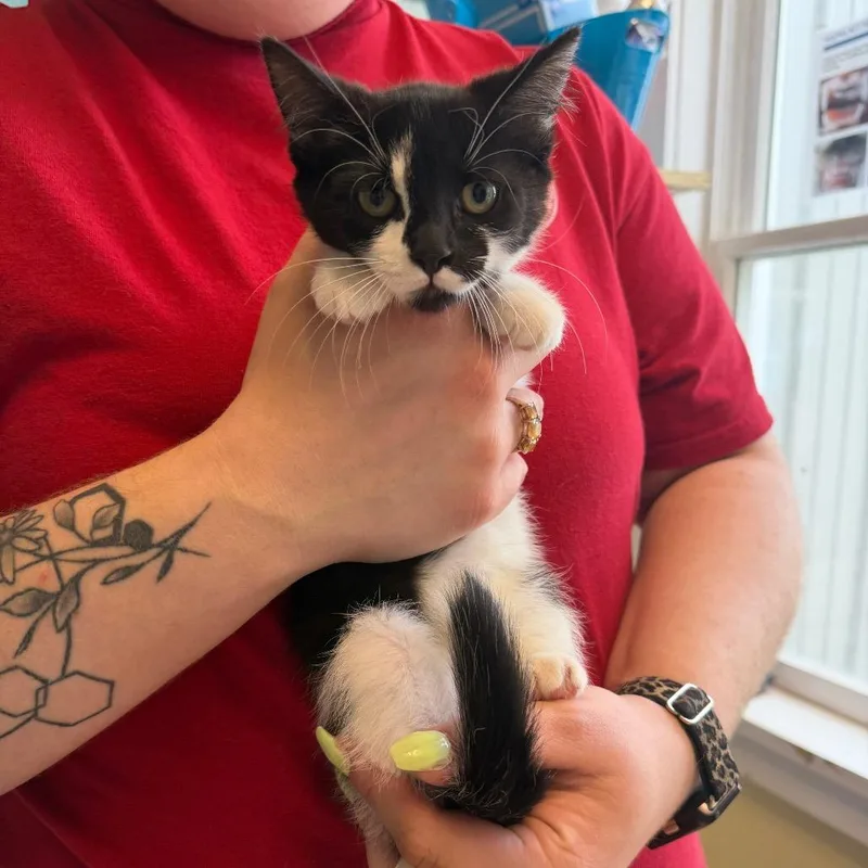A baby small-sized female Black Domestic Short Hair cat named Blue Razz Ice for adoption in East Smithfield , PA