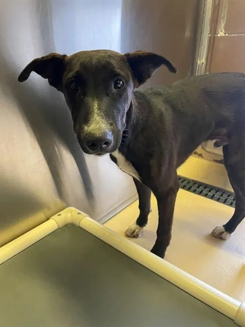 A young medium-sized male Shepherd dog named A for adoption in Thousand Palms, CA