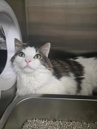 An adult large-sized male Domestic Long Hair cat named Darius for adoption in Shawano, WI