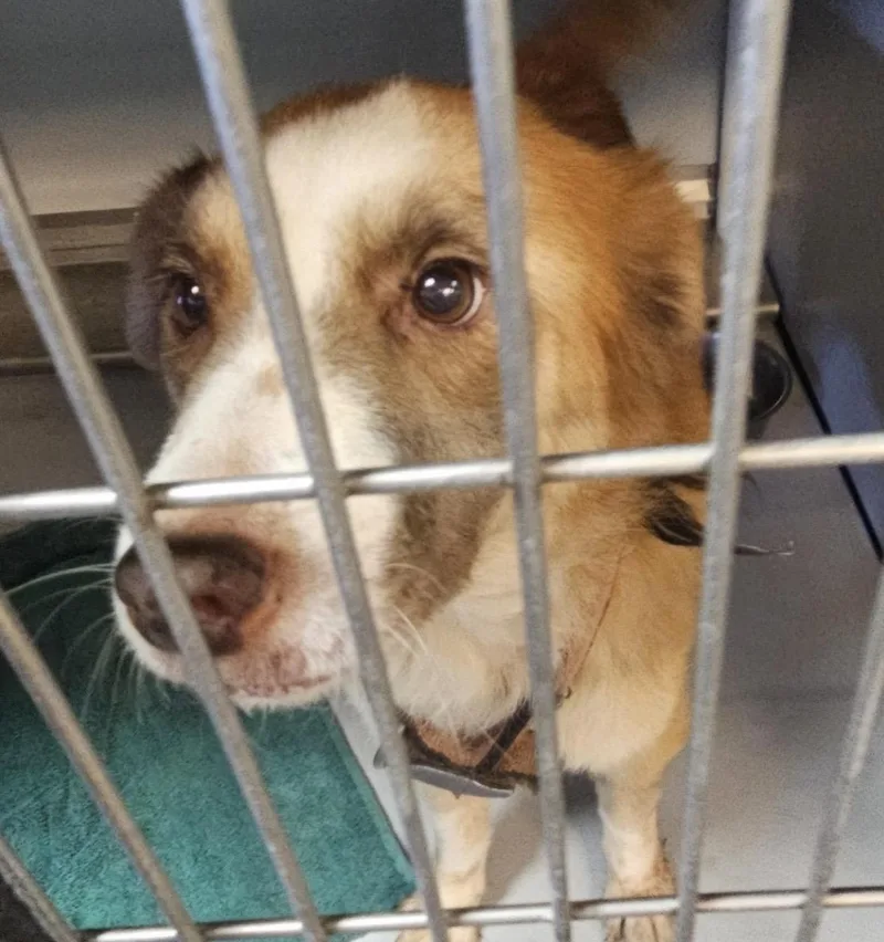 An adult medium-sized female Australian Shepherd dog named KitKat HOLD for adoption in Canton, OH