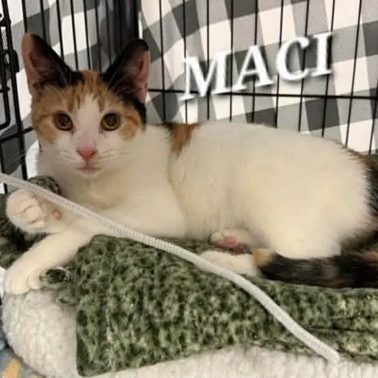 A young small-sized female Calico Domestic Short Hair cat named Maci for adoption in Richmond, IN