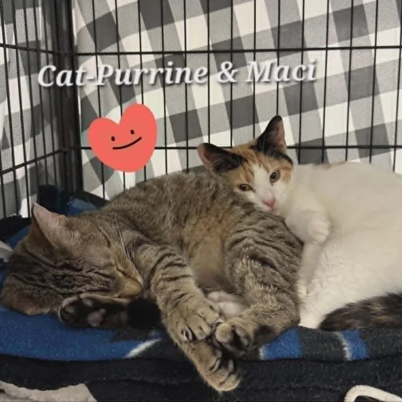 Maci thumbnail 2