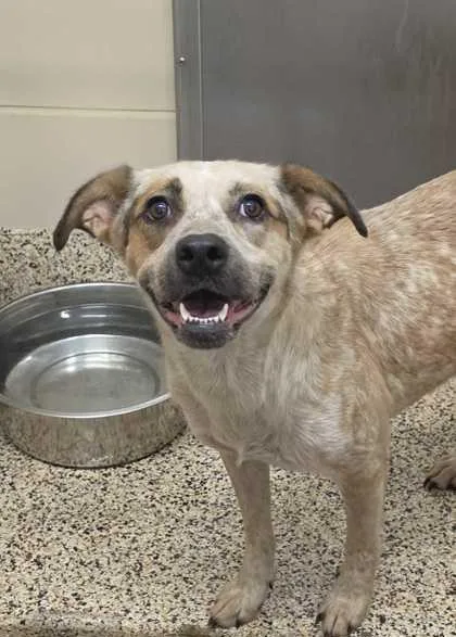 An adult large-sized female Mixed Breed dog named Sandra Dee for adoption in Aiken, SC