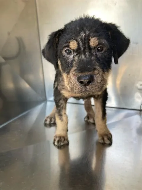 A baby large-sized female Mixed Breed dog named Trinity for adoption in Dallas, TX