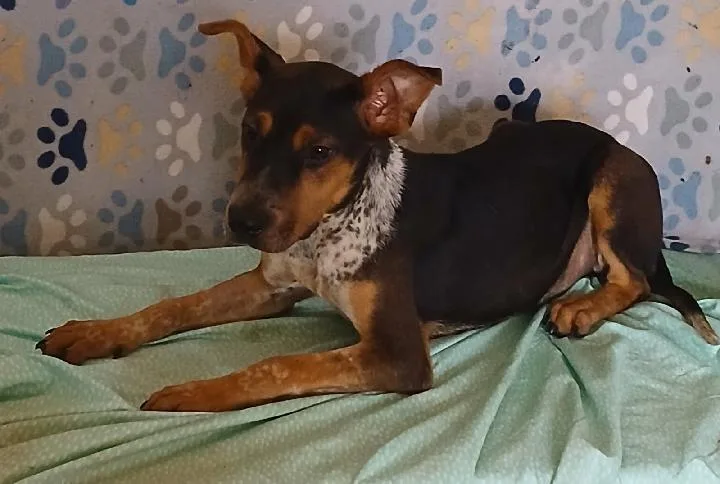 Gus
