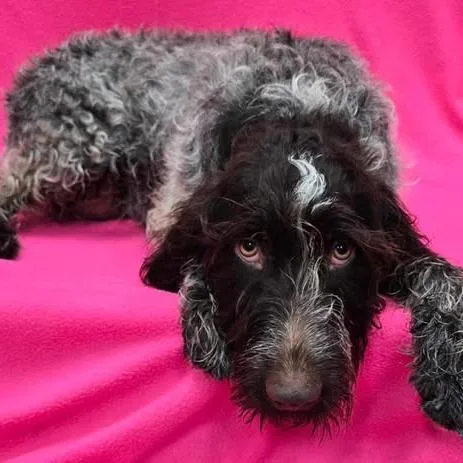 An adult small-sized female Black German Wirehaired Pointer dog named Nina for adoption in Santa Rosa, CA