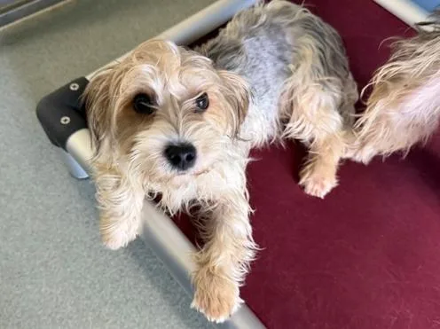 A baby small-sized female Brown / Chocolate Yorkshire Terrier dog named Selkie for adoption in San Clemente, CA