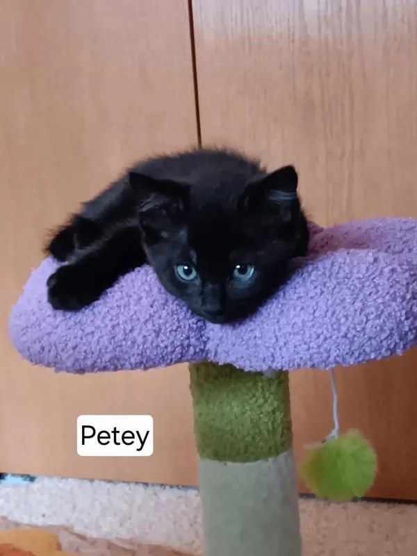 A baby small-sized male Domestic Short Hair cat named Petey for adoption in McMinnville, OR