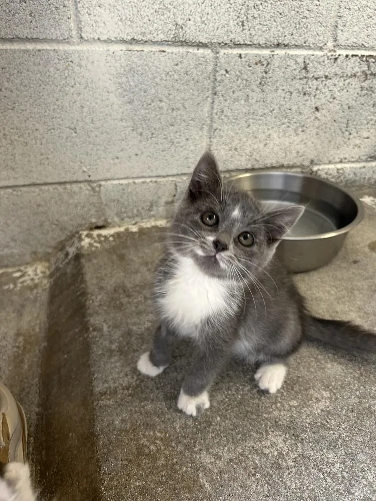A baby small-sized male Gray & White Domestic Short Hair cat named Greg for adoption in Ontario, CA