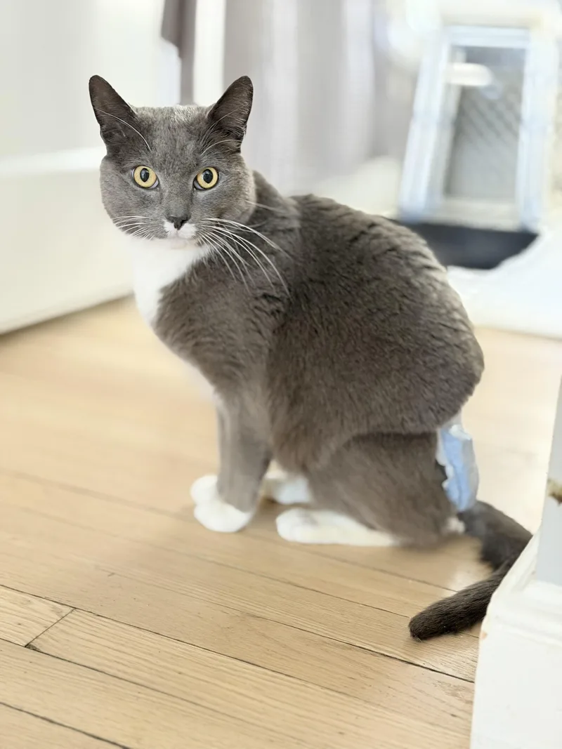 An adult large-sized male Gray & White Domestic Short Hair cat named Holmes Special Needs for adoption in West Haven, CT