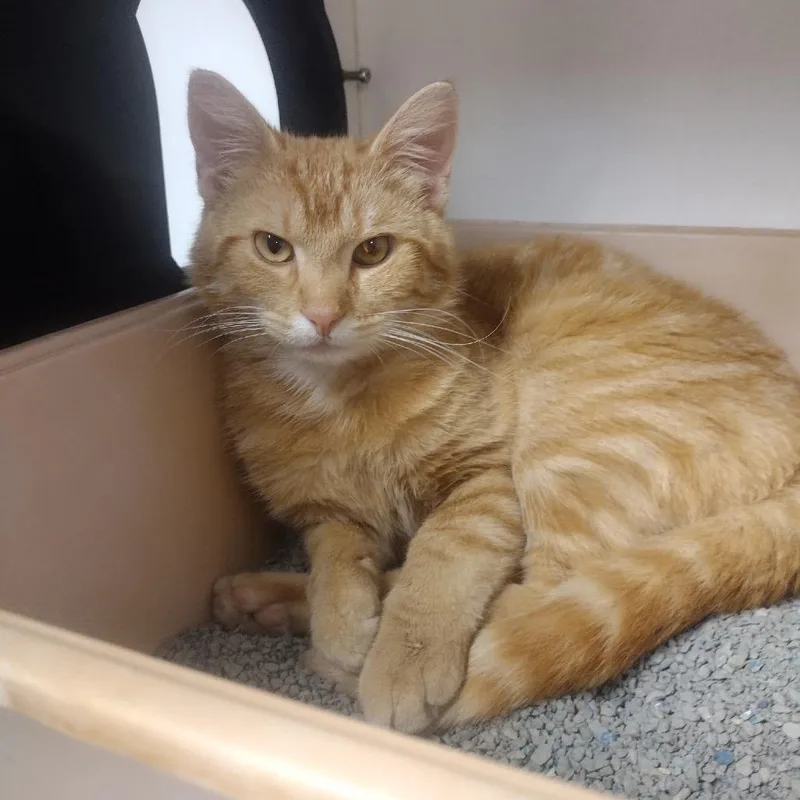 A young medium-sized male Orange / Red Domestic Short Hair cat named Little Dude for adoption in Troy, IL