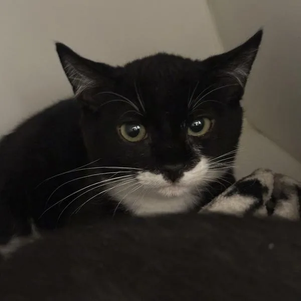 A baby small-sized male Domestic Short Hair cat named Boardwalk for adoption in Walnut Creek, CA
