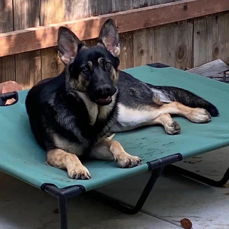 An adult large-sized female Black German Shepherd Dog dog named Koa for adoption in Oak Point, TX