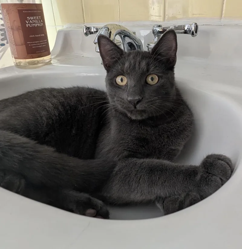 A young large-sized male Domestic Short Hair cat named Grey for adoption in Philadelphia, PA
