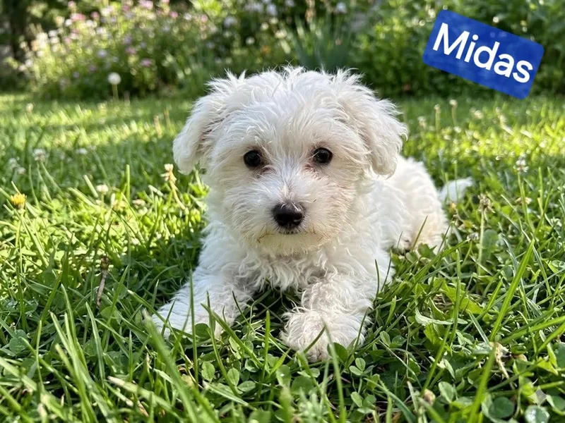 A baby small-sized male White / Cream Maltipoo dog named Midas for adoption in Wheelersburg, OH