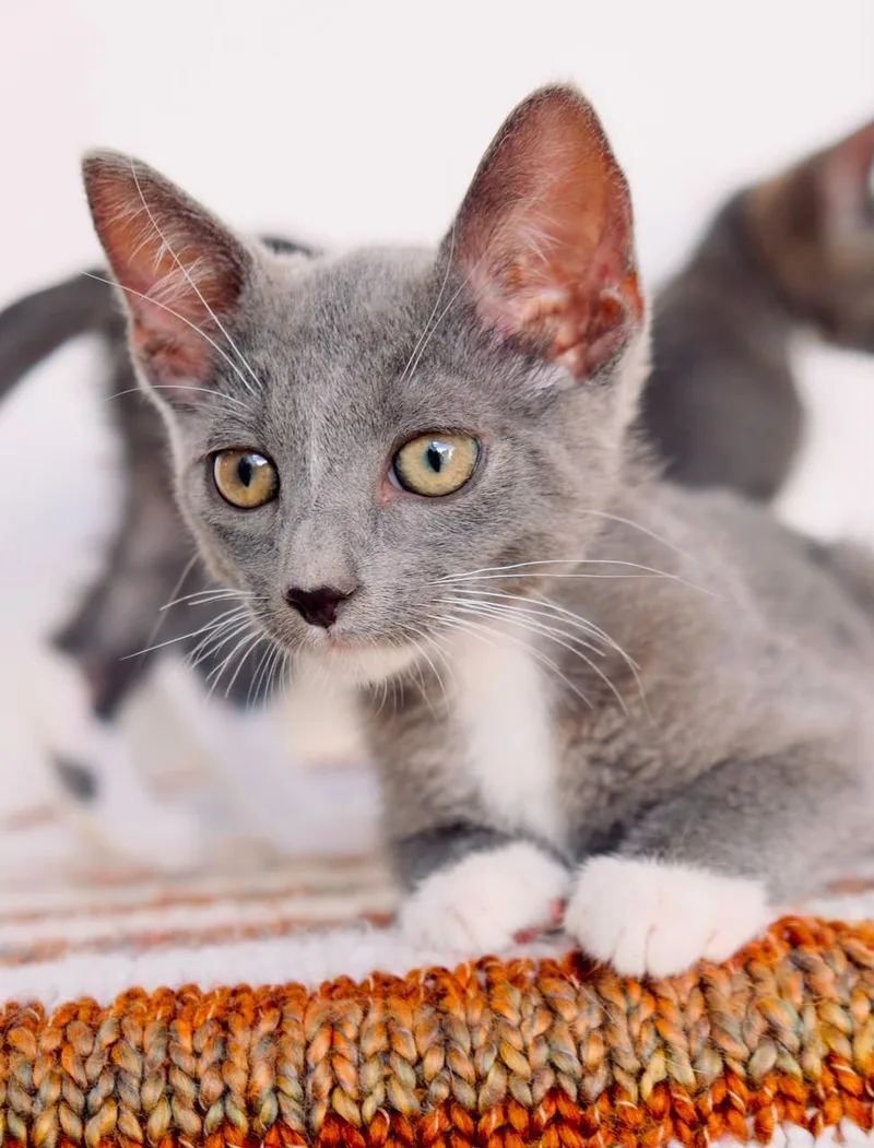 A baby small-sized male Russian Blue cat named Smudge for adoption in San Diego, CA