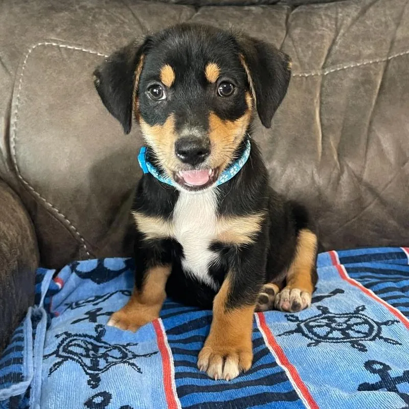 A baby small-sized male Black Mixed Breed dog named Valor for adoption in Allentown, PA