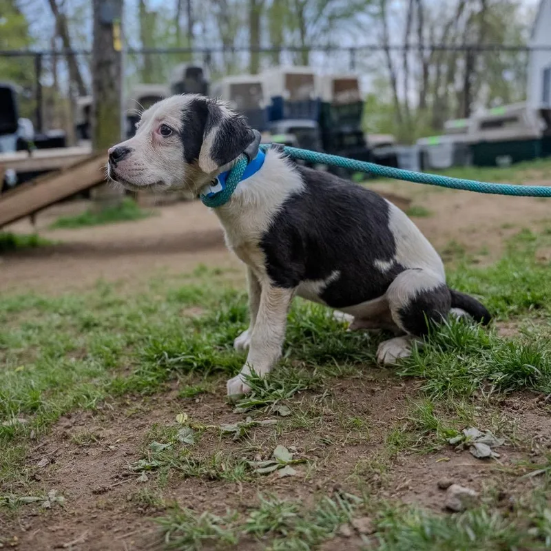 A baby medium-sized male White / Cream Labrador Retriever dog named Rolls for adoption in Pawling, NY