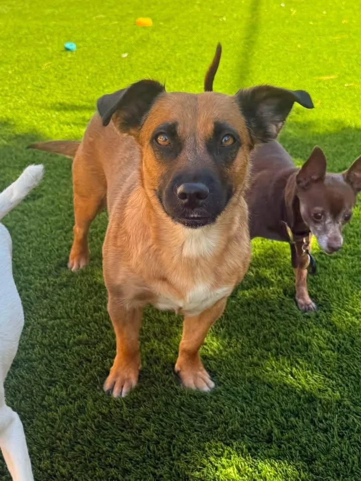 An adult medium-sized female Bicolor Shepherd dog named Honey for adoption in Las Vegas, NV