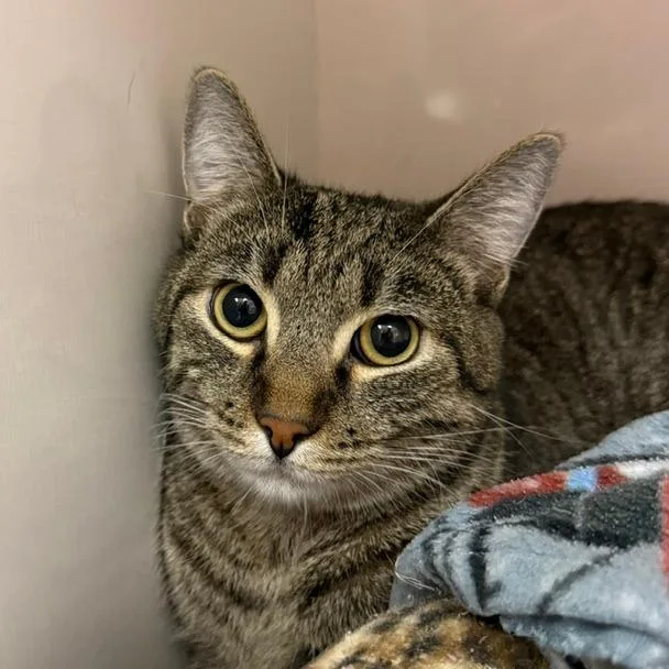 An adult large-sized male Brown / Chocolate Domestic Short Hair cat named Hans for adoption in Redwood City, CA