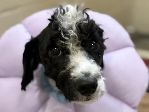 A young medium-sized male Poodle dog named Rupert for adoption in Portland, OR