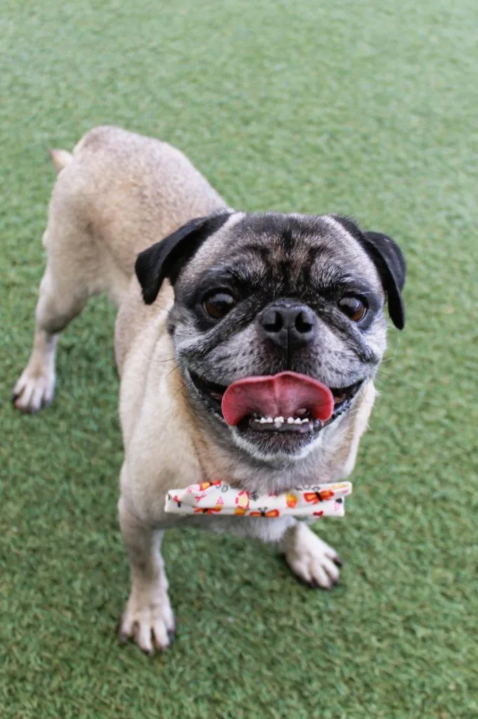 An adult small-sized male Pug dog named Jupiter for adoption in Gardena, CA
