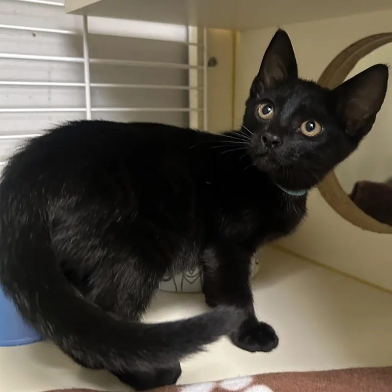 A baby small-sized male Black Domestic Short Hair cat named Heavy Cream for adoption in Newark, DE