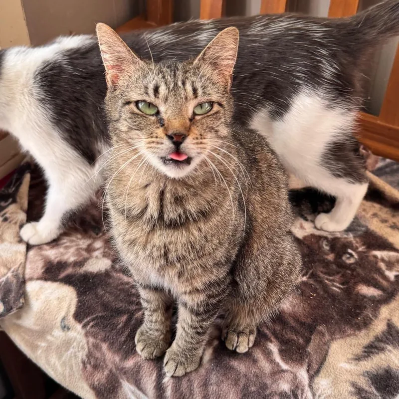 An adult medium-sized female Brown / Chocolate Domestic Short Hair cat named Sophie for adoption in Richland, MI
