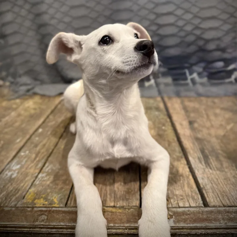 A baby medium-sized female White / Cream Shepherd dog named The Bangles for adoption in Boerne, TX