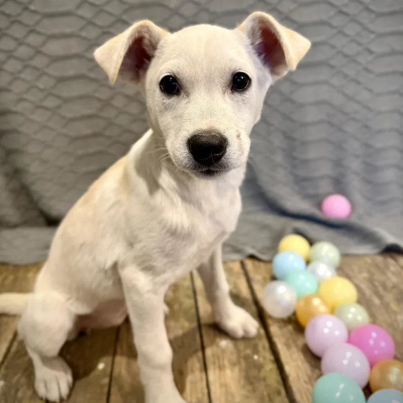 The Bangles thumbnail 2