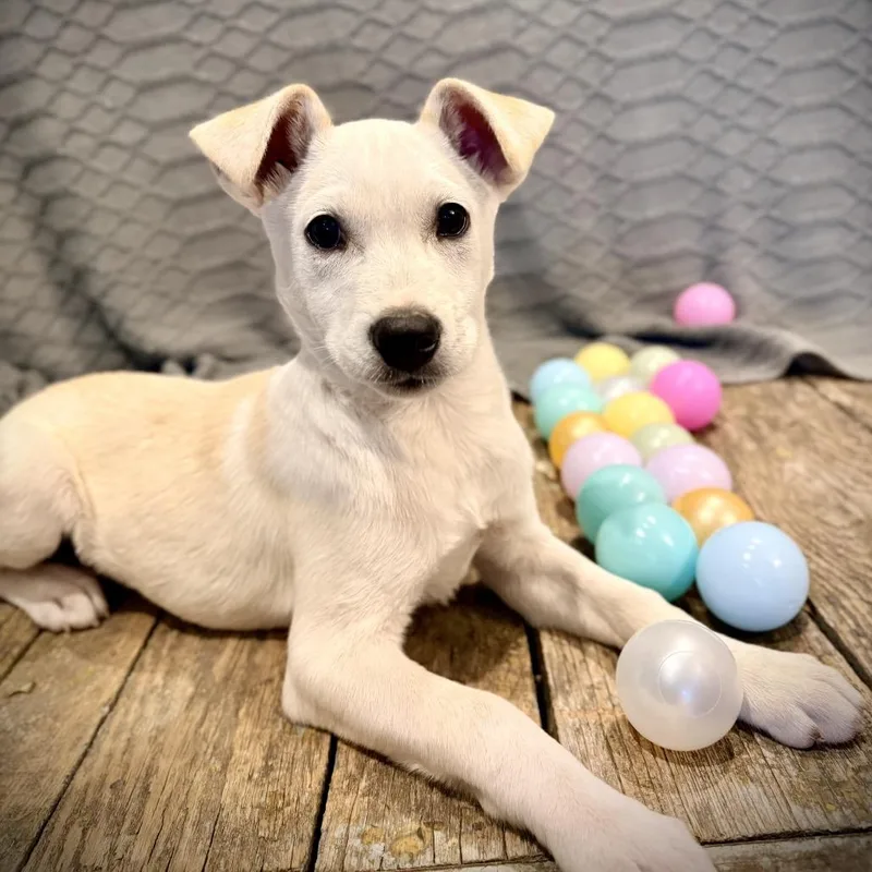 The Bangles thumbnail 3