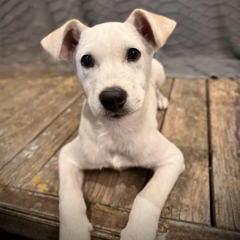 The Bangles thumbnail 4