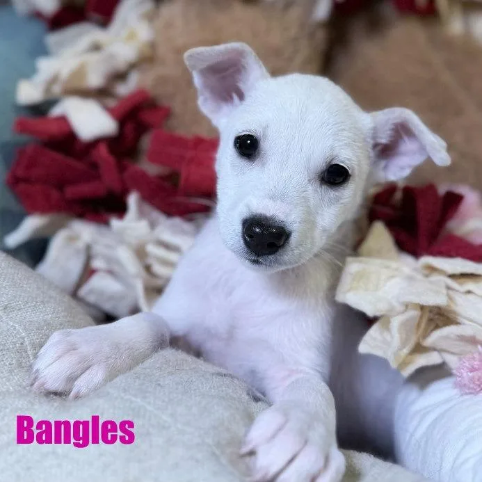 The Bangles thumbnail 5