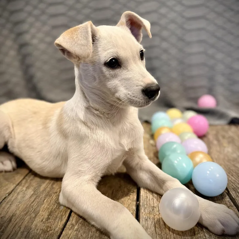 The Bangles thumbnail 6