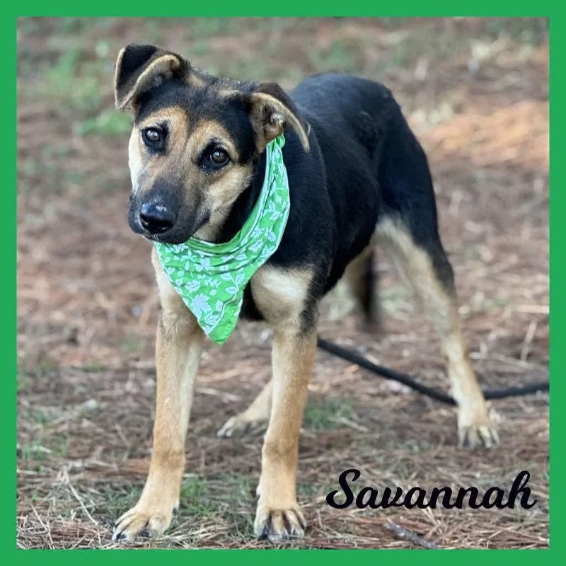 Savannah